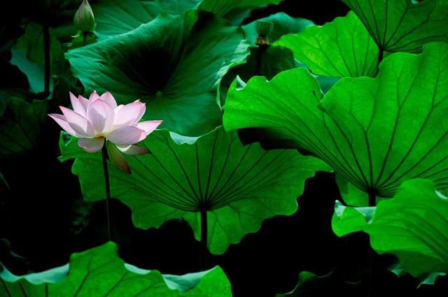 属猪人的中晚年宿命，尤其是71年、59年的，不是一般准！