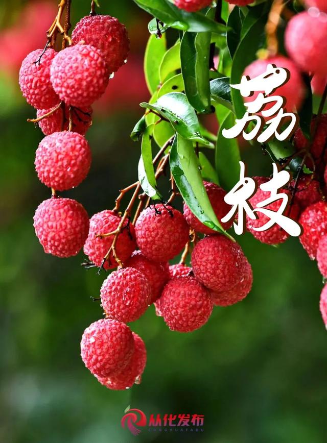 暑假亲子乐，走进从化夏日果园开启甜蜜之旅