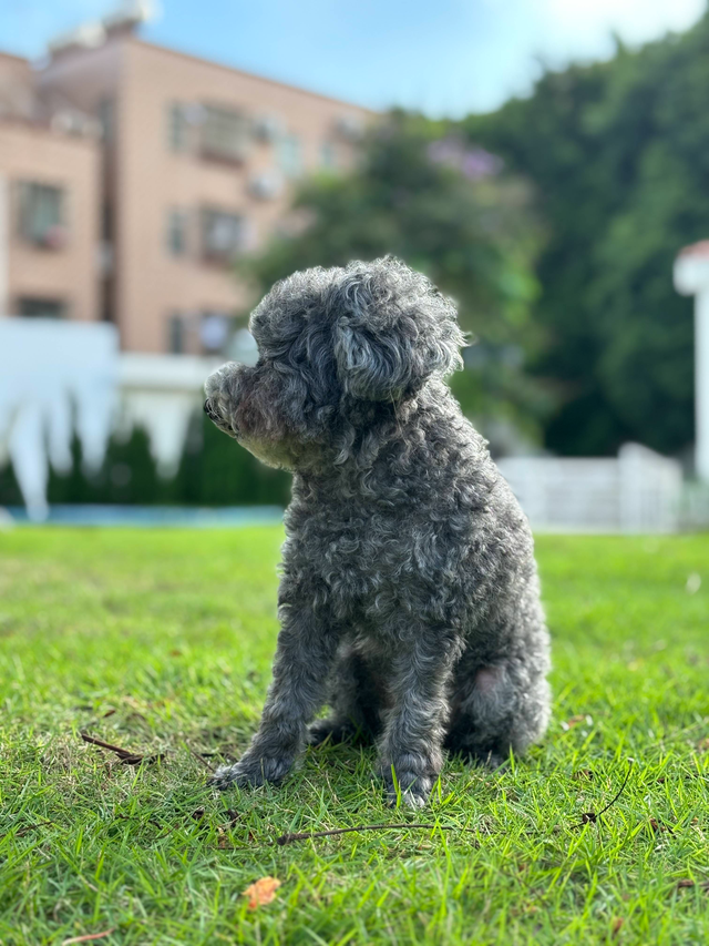 iPhone 15 �׷����飺����������ֻ�����ʵ����������