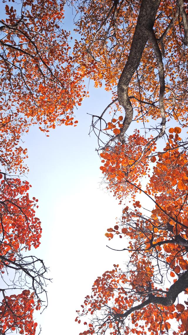 秋色如画，晒出你的秋！