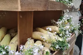 陕西一小姐姐家的萝卜“成仙了”，美的让人移不开眼，太治愈了图片