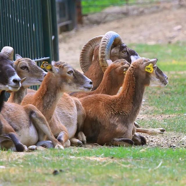 山东有自己的“疯狂动物城”！