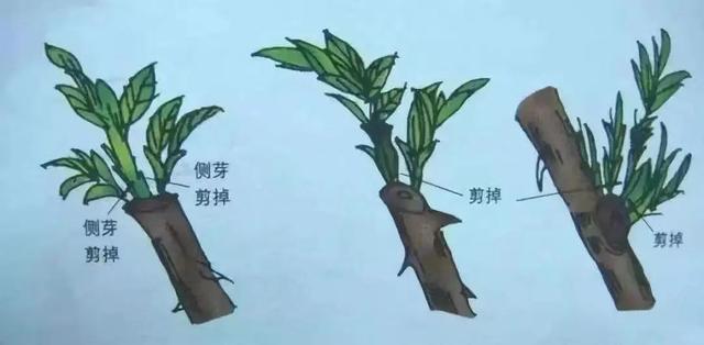 盆景常用的6种修剪方法