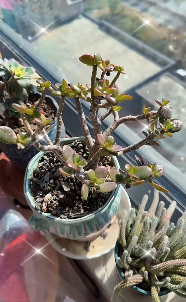 小杨哥停播一年多，小杨嫂大变样，从清纯脸变欧美脸，差点认不出