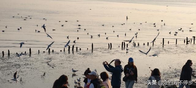 深圳湾观鸟：海舞鸟歌映盛世