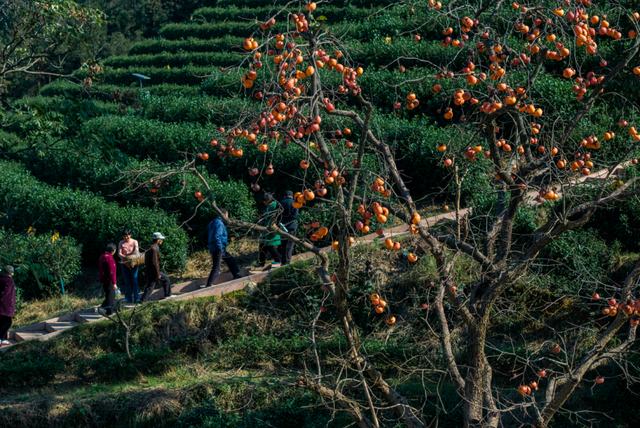 跟着文化游光山丨翁塆茶园：柿熟秋光里的千年雅韵