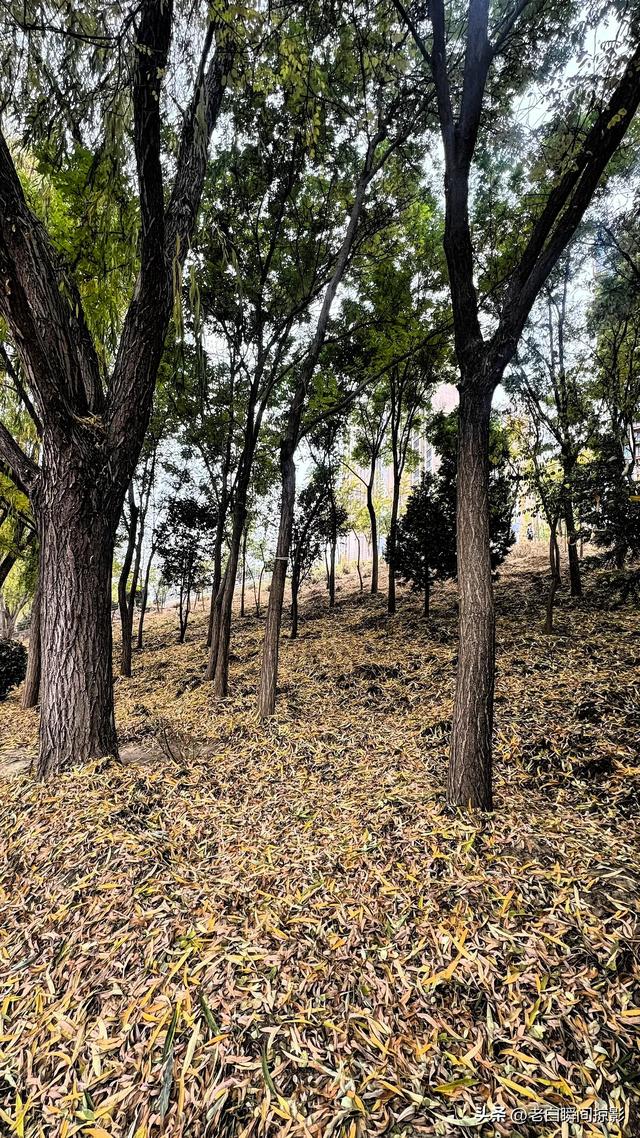 温柔缱绻的秋韵,兰州之美让季节变得更活泛了