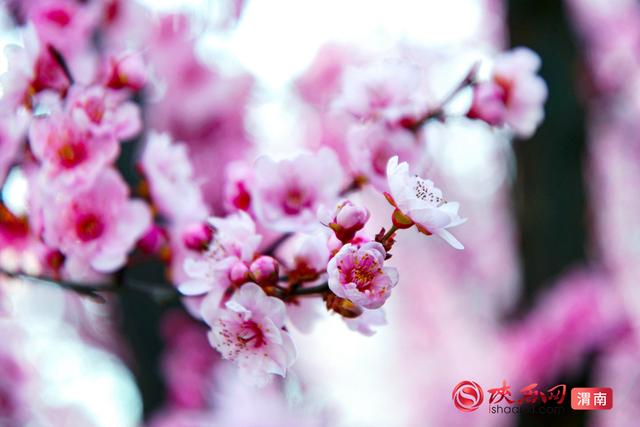 赴春约！赏花正当时，来渭南邂逅浪漫春光（组图）