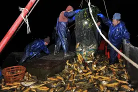 2022年，浙江渔民一网捞出4900斤大黄鱼卖了957万，一夜暴富！图片