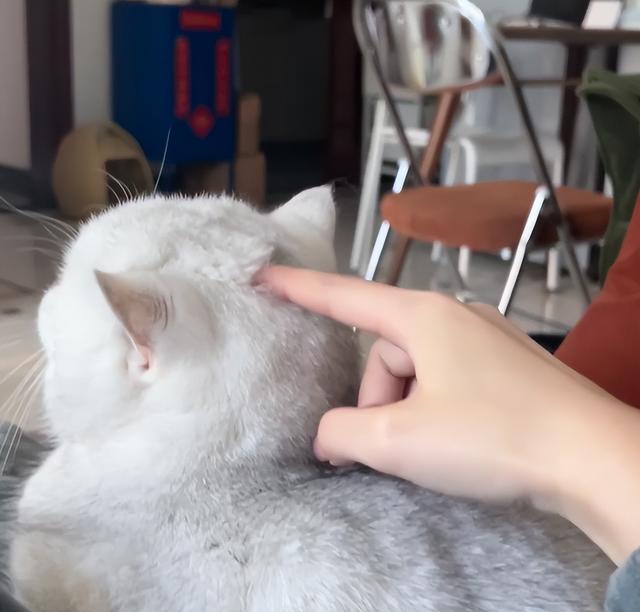 天冷后猫咪为什么喜欢挨着你？很多人都以为它冷，很多人猜错了