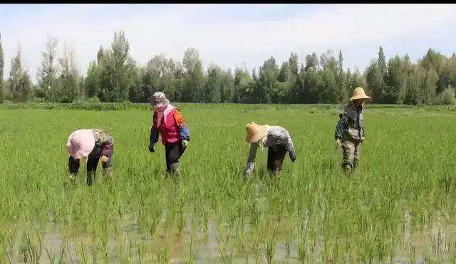 30多年无人种, 甘肃农户房梁上有1斤种子, 专家种数万粒, 就结了10棵