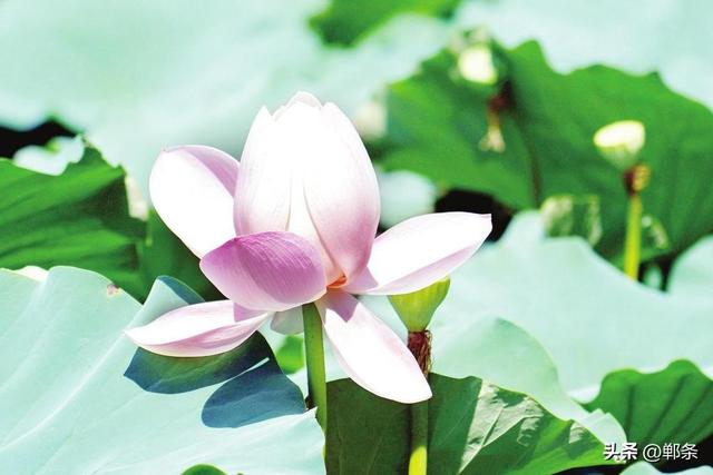 邯郸峰峰矿区——从“煤尘满面”到“荷风送香”的生态蝶变