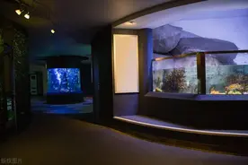 鱼缸放在家里哪个位置风水最好，易学者杨道明提炼出鱼缸布局法则图片