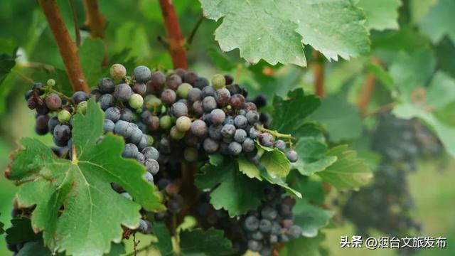 【乐享烟台】浪花声里说烟台 共绘仙境新图景
