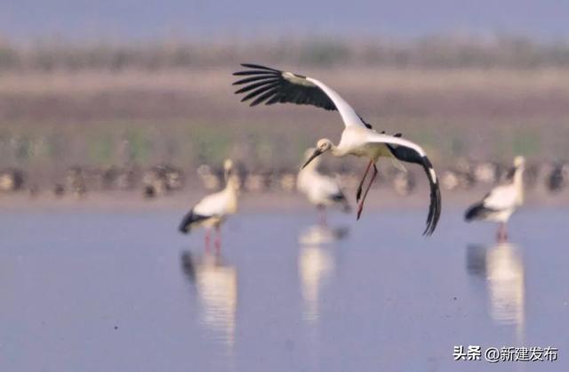 蓼子花海，候鸟翩跹醉初冬