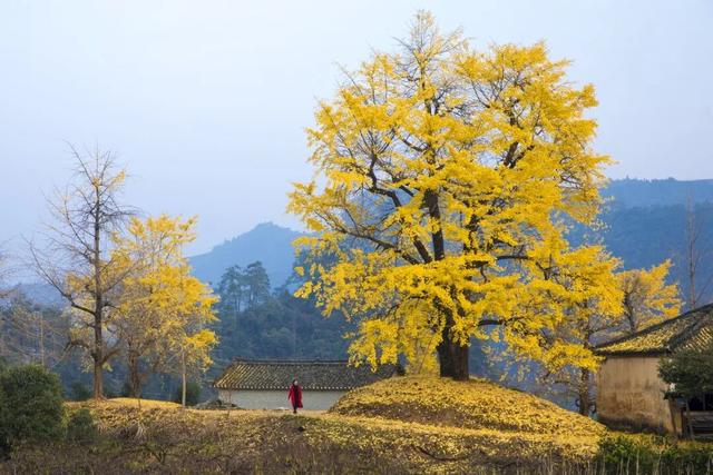 百万株银杏染黄海洋乡，这份秋冬美景请查收