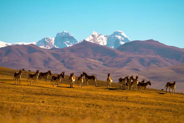 【辉煌60年·新时代西藏答卷】哲古草原：与藏野驴的秋日私语