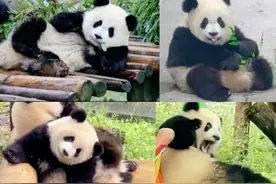 大熊猫渝爱的各种表情包汇总：甜、萌、酷、拽……图片