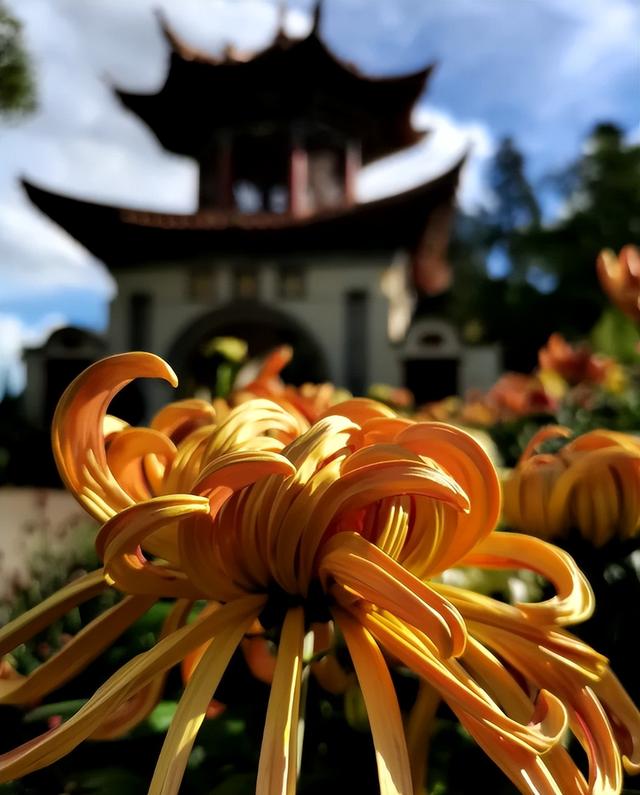 国庆中秋双节同庆，大观公园把古典美学玩活了！