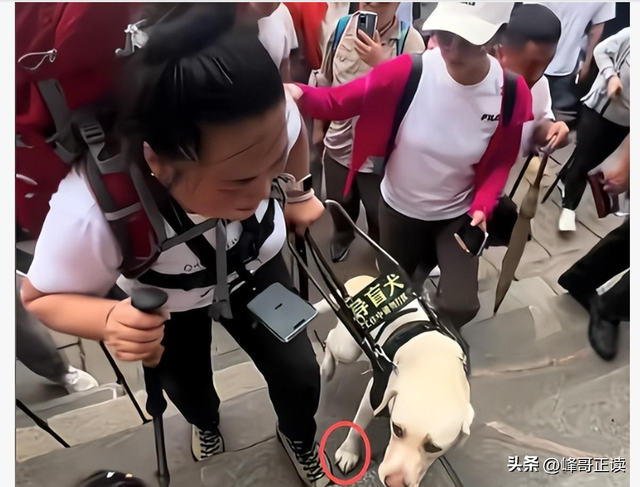 爬泰山的作死夫妻被制裁！导盲犬被收回，身份被扒，家里还有一只