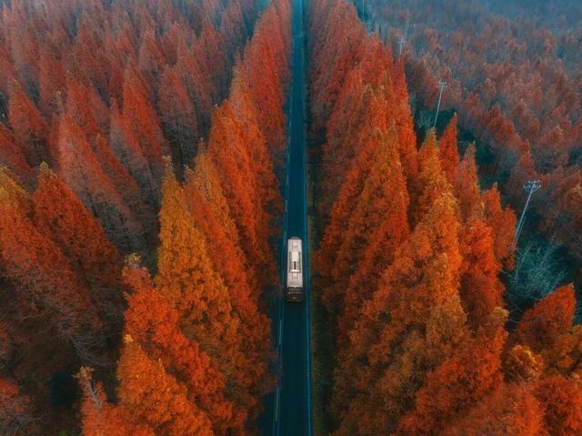 “最美风景在路上·沿海风景线·水杉红了”自驾游主题文旅系列活动启动