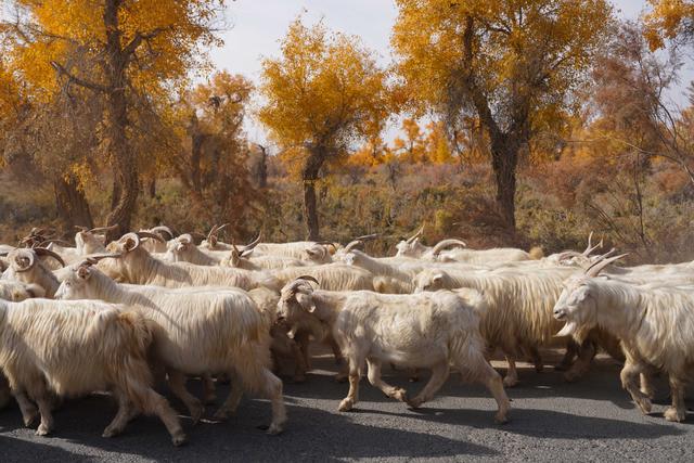新疆沙雅｜自驾139胡杨秘境公路，一路驶进金色童话世界