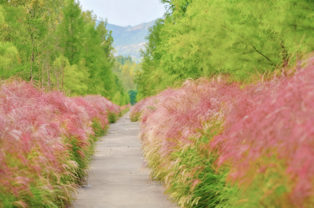 斑斓秋日红荷湿地 “赏草季”浪漫开启~~~
