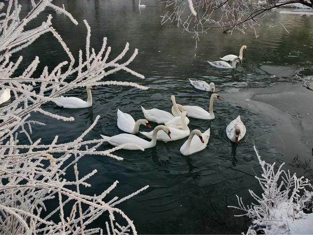 伊宁天鹅泉湿地公园：冬日里的生态诗画