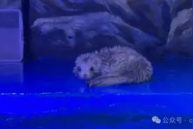内蒙古首只“海中大熊猫”在鄂尔多斯野生动物园鄂诞生啦！图片