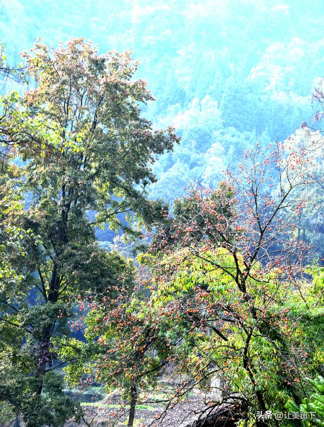 贵州贵阳乌当区的柿子和彩林，体验初冬之韵
