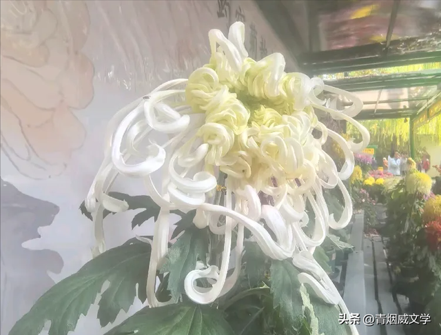 趵突菊韵 锦绣泉城