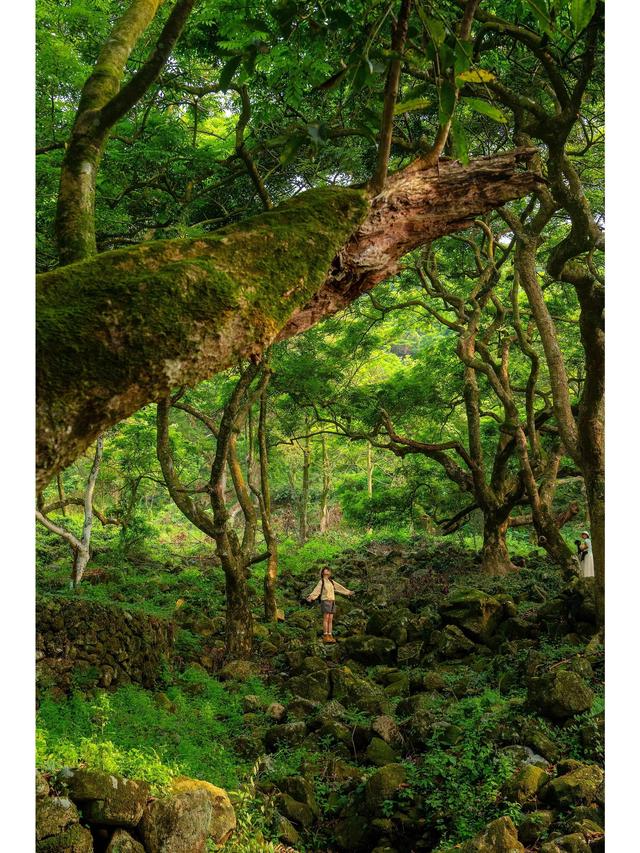 广州藏了片“塞尔达魔幻森林”千年古榄树+青苔秘境，市区1h直达