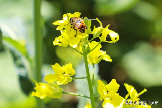 塞北管理区：油菜花海引客来