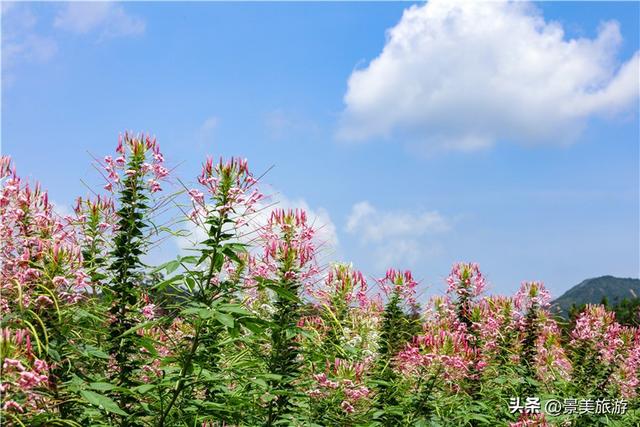 金秋佛山簪花觅花香，如果您是大男人，愿意头上戴花出游吗？