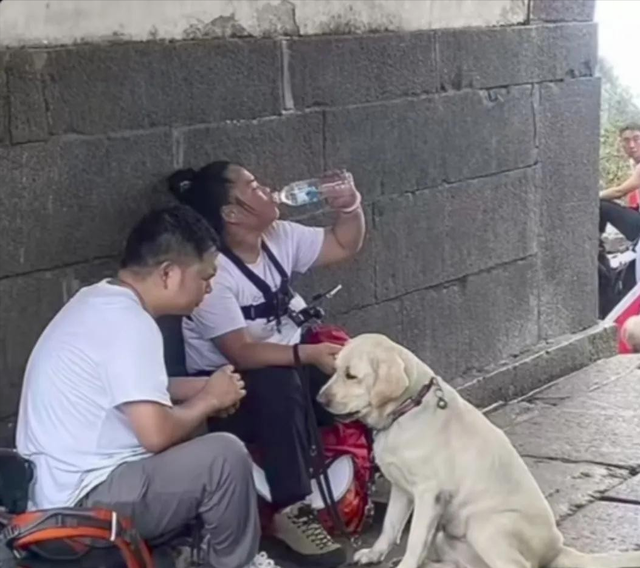爬泰山的作死夫妻被制裁！导盲犬被收回，身份被扒，家里还有一只