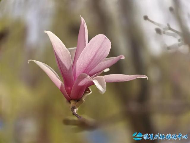 玉兰开时，赴一场春日之约