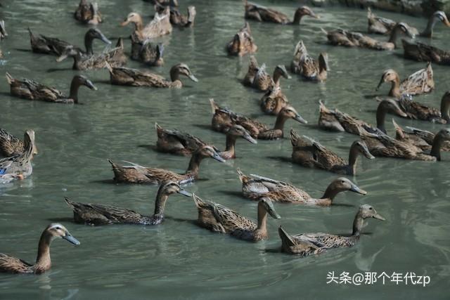 江都春早	，满村都是旧时光