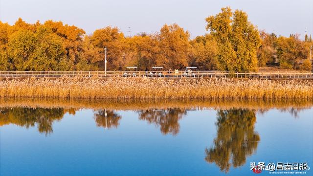 昌吉老龙河胡杨披金装 醉美秋景引客来
