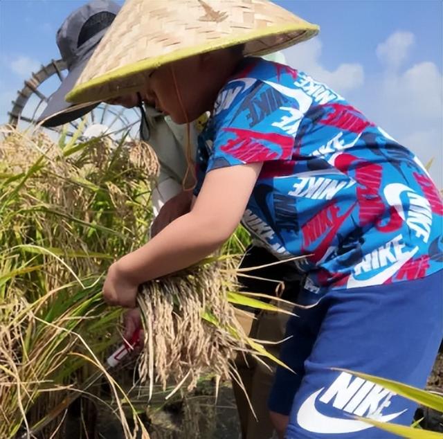 【假期推荐】假期最后两天，在这片金色田园打卡沈阳秋日最佳出片胜地