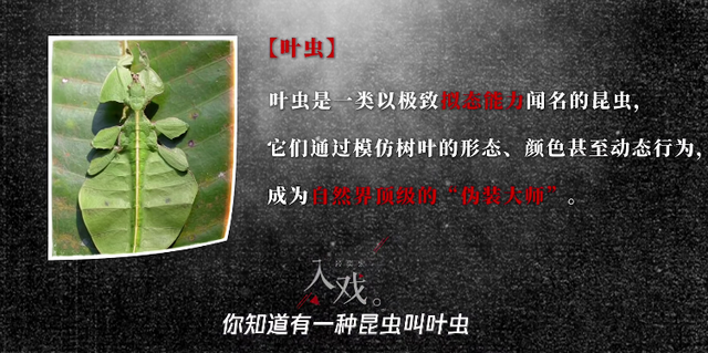 博主谈《扫赌风暴》段奕宏演技