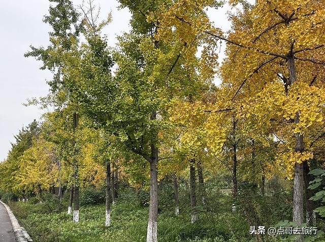 成都市区最大银杏林，金黄如海超壮观，不要门票，地铁公交直达！