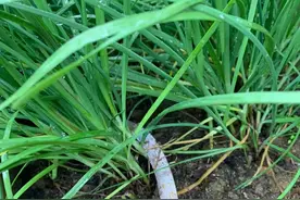 资本家是如何诱骗并且收割韭菜的钱包的？图片