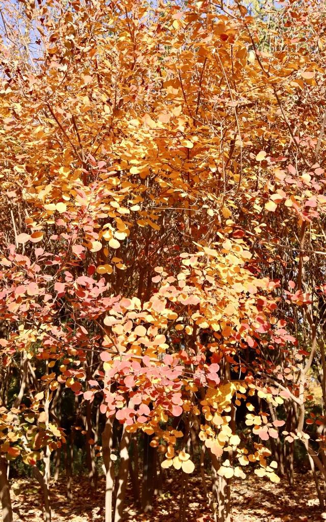 莲花池公园满目鎏金，这个周末等您来赏→