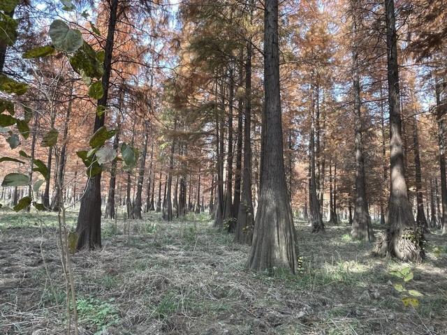 骑游来安半塔釜山水库池杉林生态园攻略