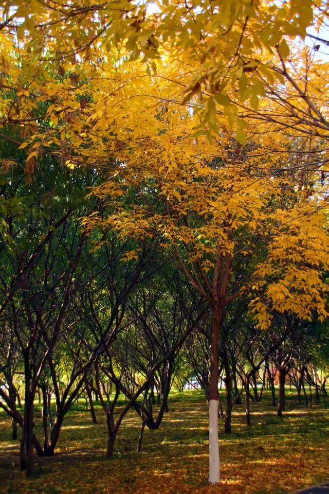 进度已达90%！呼和浩特进入全盛期！最近每天都不一样，呼市人抓紧出门