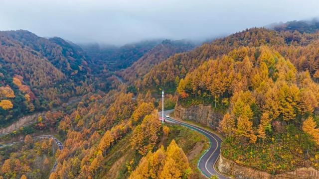 旺苍县红叶已达Ⅲ级，进入最佳观赏期！
