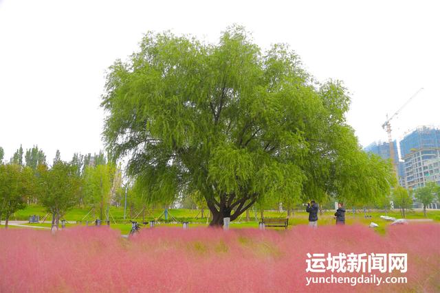 山西运城：粉黛如梦映尧园 秋日花海引客来