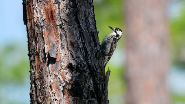 美国国家公园独有的12种神奇野生动物，你见过吗？
