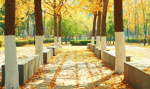 秋色浓度已拉满，谁还没偶遇申城街头的 “赤橙黄绿交响曲”？