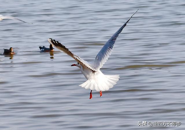 深圳湾观鸟：海舞鸟歌映盛世